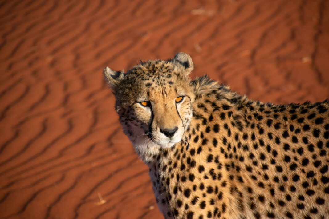 Ein Gepard bei Sonnenaufgang in der Kalahari Game Lodge in der Kalahari-Wüste in Namibia - © Jared Stine / Shutterstock