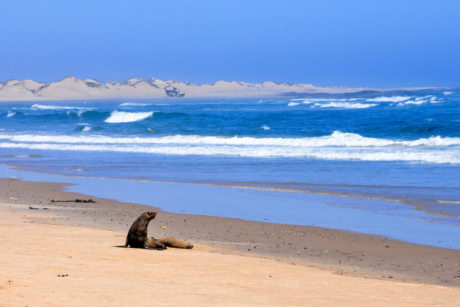 Zwei Seelöwen an der unwirtlichen Skelettküste in Namibia - © Jiri Haureljuk / Shutterstock