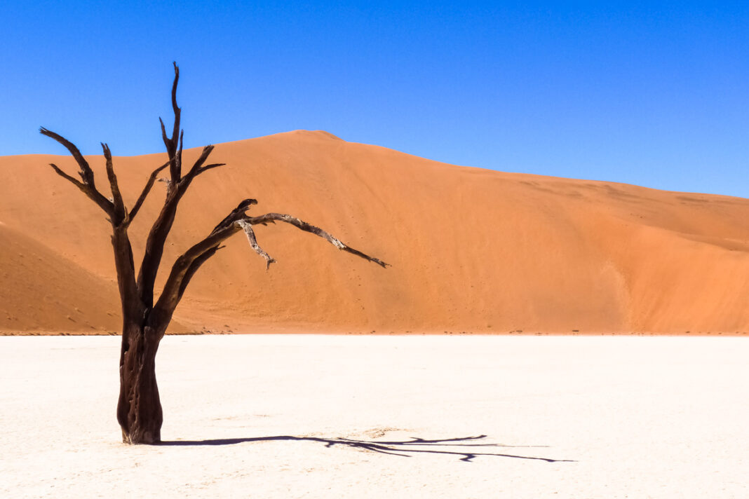 Eine abgestorbene Akazie im Deadvlei am Ende des Sossusvlei in Namibia - © FRASHO / franks-travelbox