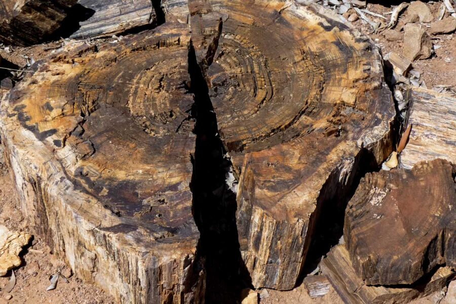 Zeitzeugen einer vergangenen Epoche im versteinerten Wald in Namibia - © FRASHO / franks-travelbox