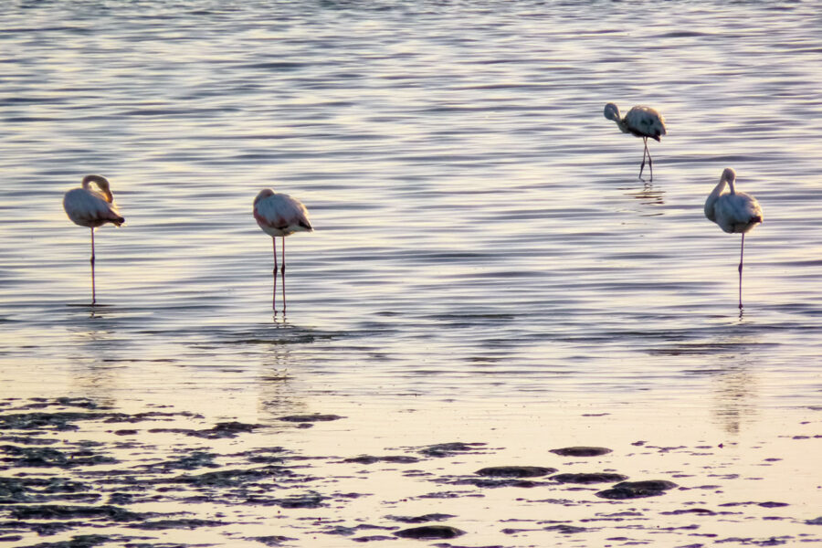 Flamingos auf der Suche nach Krebsen an der Küste von Walvis Bay, Namibia - © FRASHO / franks-travelbox