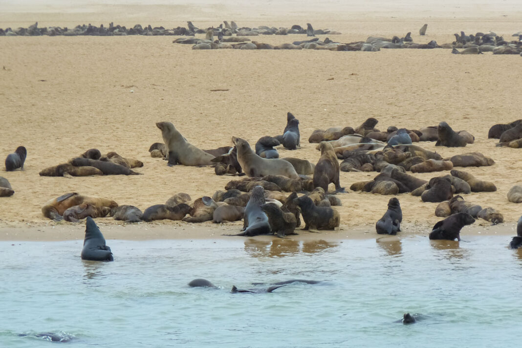 Eine Robbenkolonie in Walvis Bay, Namibia - © FRASHO / franks-travelbox