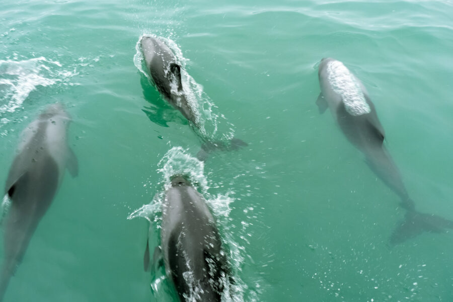 Delfine begleiten oft die Ausflugsboote in Walvis Bay, Namibia - © FRASHO / franks-travelbox