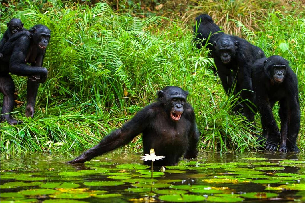 In den üppigen Dschungel- und Flusslandschaften Ruandas leben Schimpansen noch völlig ungestört - © Sergey Uryadnikov/Shutterstock