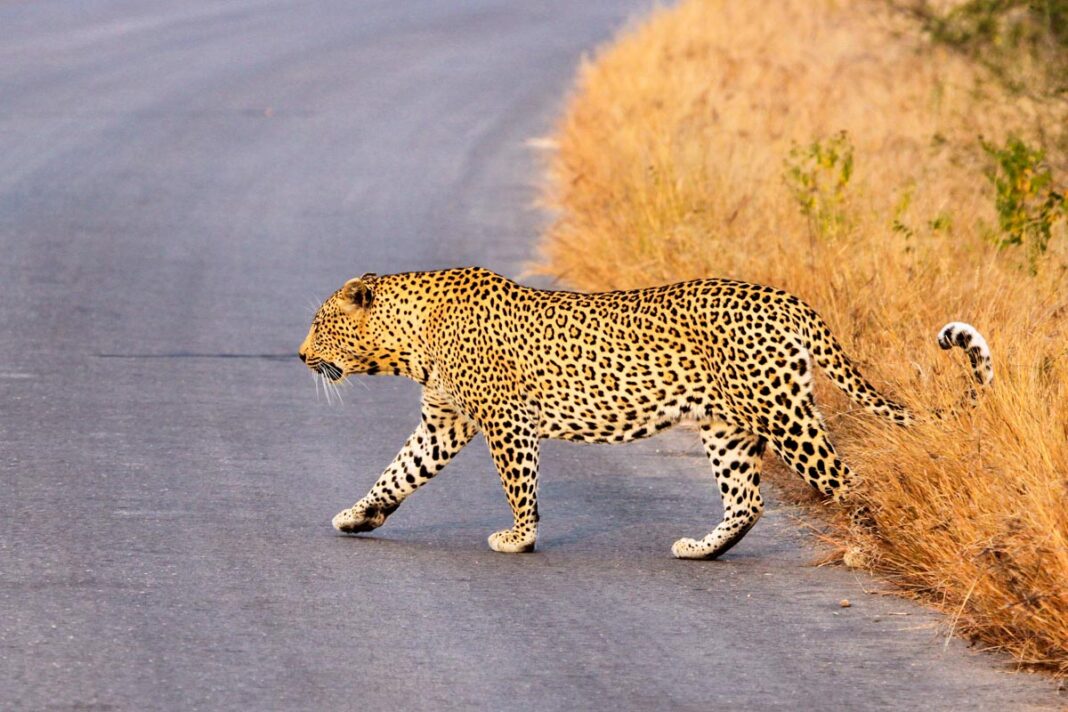 Ein Leopard überquert eine Straße im Krüger Nationalpark, Südafrika - © Tabby Mittins / Shutterstock