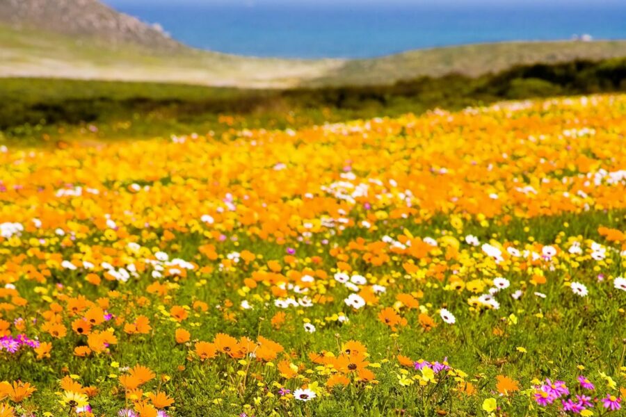 Zwischen Juli und Oktober, im Frühling Südafrikas, zeigt sich das Schutzgebiet Cape Floral von seiner farbenprächtigsten Seite - © Andrea Willmore / Shutterstock