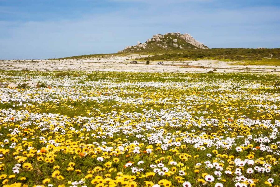 Im Frühling wird klar, warum die Cape Floral Region in Südafrika für ihre "Blumensafaris" berühmt ist - © Andrea Willmore / Shutterstock