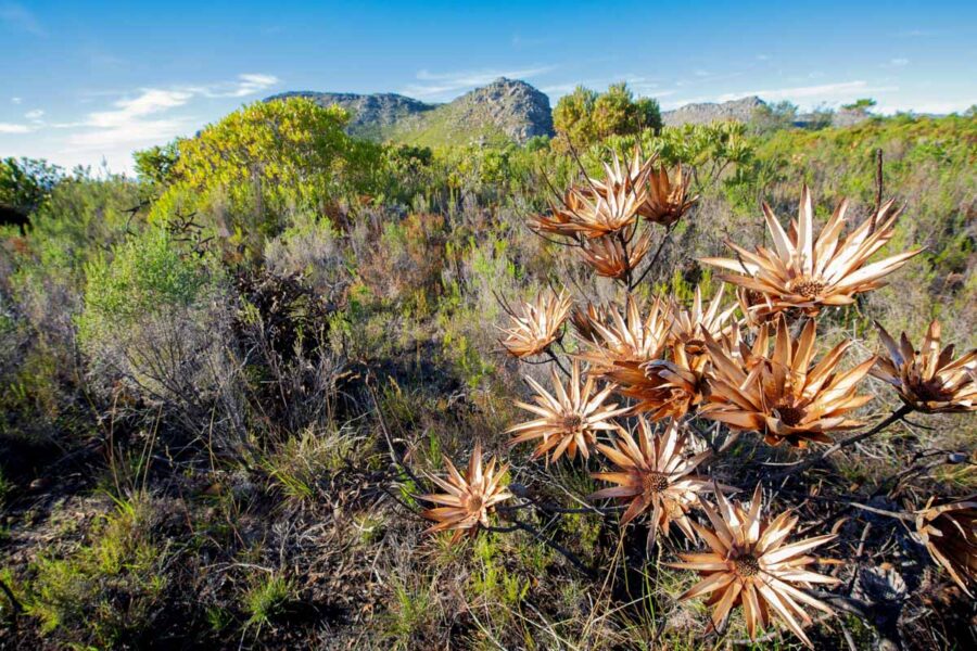 Allein die so genannte „Fynbos“ bringt im Cape Floral Kingdom in Südafrika rund 9.000 verschiedene Pflanzenarten - © Neil Bradfield / Shutterstock
