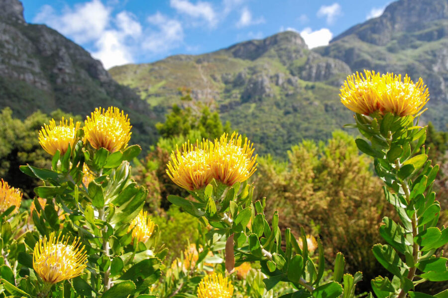 Die unterschiedlichen Vegetationsformen im Cape Floral haben im Lauf der Zeit erstaunliche Wege zu ihrer Verbreitung gefunden, Südafrika - © Karel Gallas / Shutterstock