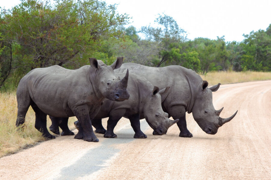 Eine Gruppe von Breitmaulnashörnern (Ceratotherium simum), manchmal auch auch Weiße Nashörner genannt im Krüger Nationalpark in Südafrika - © Jessica Ney / Shutterstock