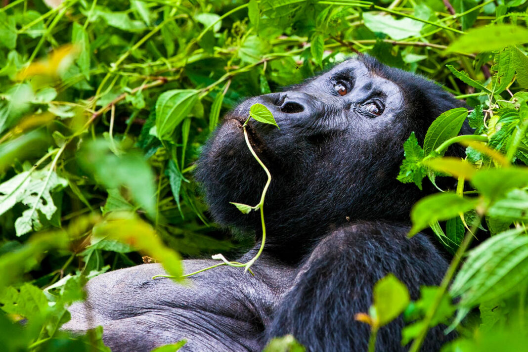 Ein Berggorilla im Bwindi Impenetrable Nationalpark, der weltweit die erste Anlaufstelle für Gorilla Trekking ist, Uganda - © Palenque / Fotolia