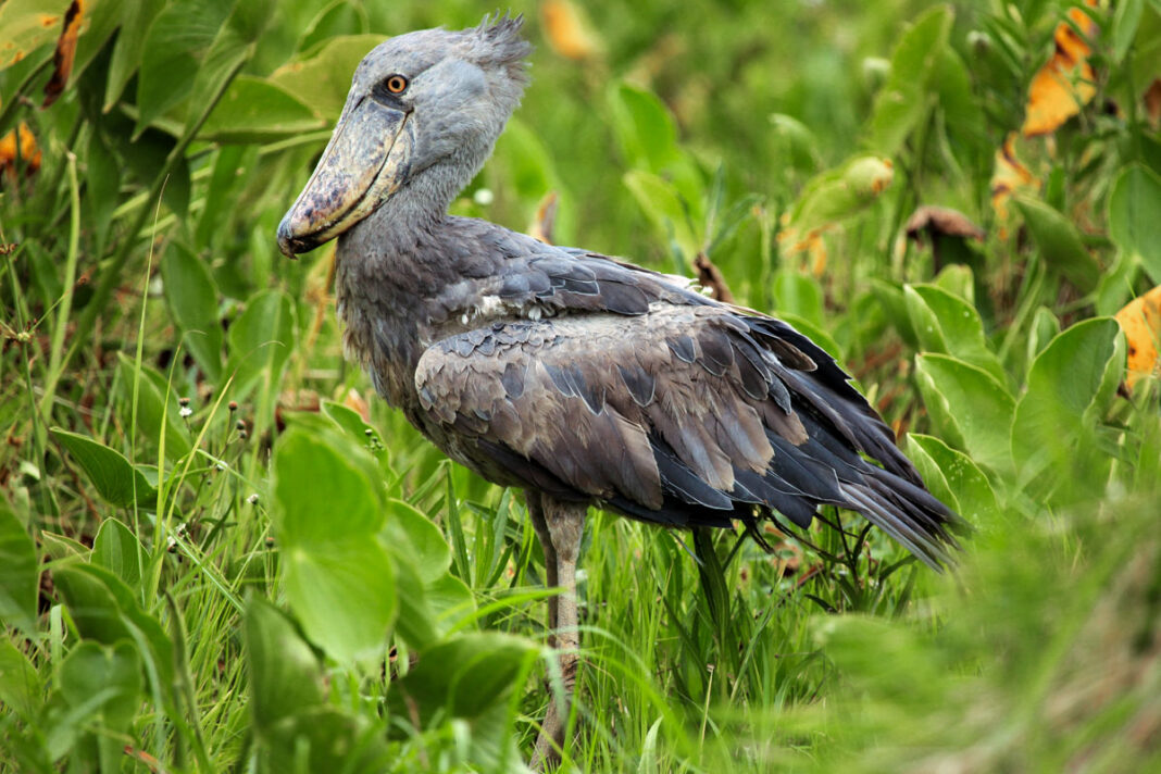 Der kuriose Schuhschnabel, ein afrikanischer Sumfpvogel, ist im Lake Mburo-Nationalpark in Uganda heimisch - © Sam DCruz / Shutterstock
