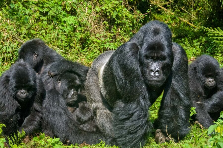 Neben dem Bwindi Impenetrable Nationalpark ist der Mgahinga Gorilla Nationlpark der zweite Ort in Uganda, an dem große Familien von Berggorillas zu finden sind - © FAUP/ Shutterstock