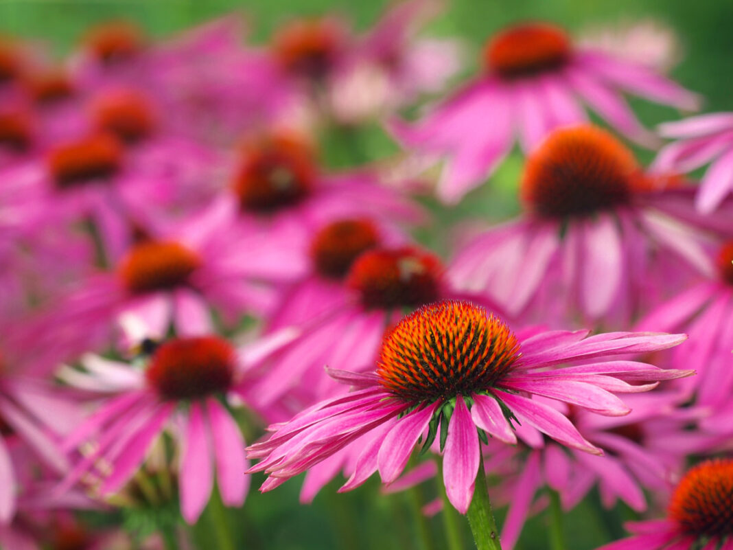 Der Sonnenhut ist schon seit Christi Geburt als Heilpflanze bekannt - © Ichbins11 / Fotolia
