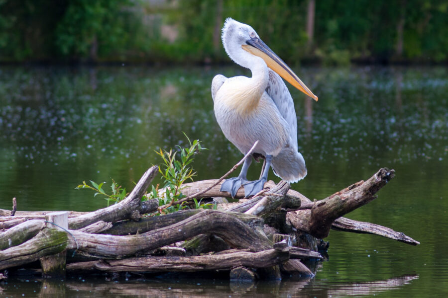 Auf einem bezaubernden Teich in Nizzas Parc Phoenix sorgen Schwäne und Pelikane für malerische Fotomotive, Frankreich - © ehtesham / Shutterstock