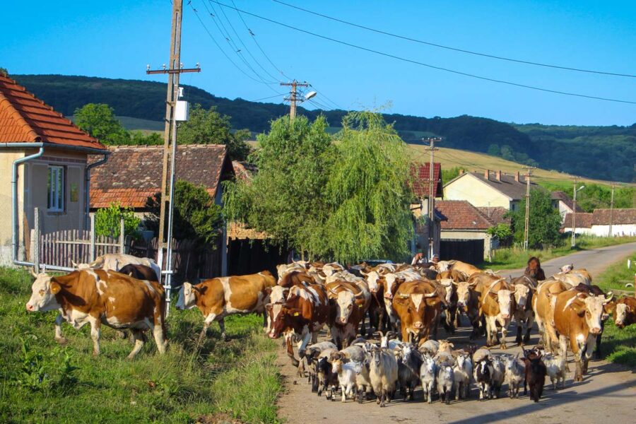Die Normandie, dort, wo Hochleistungskühe Millionen Liter Milch produzieren, um die Supermarkt-Kühlregale mit echtem Normandie-Camembert füllen zu können, Frankreich - © Cristiano Gala / stock.adobe.com