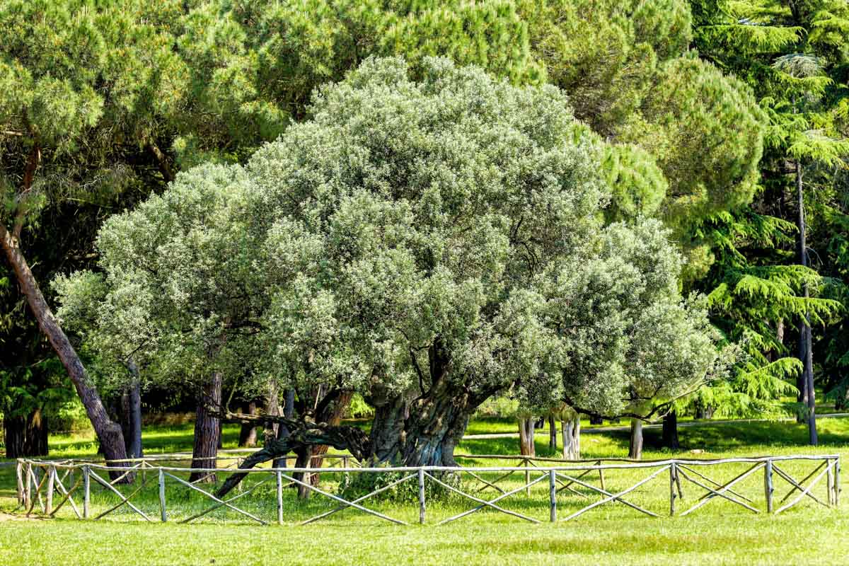Unter den rund 700 Pflanzenarten des Brijuni-Nationalparks findet sich auch ein 1600 Jahre alter Olivenbaum, Kroatien