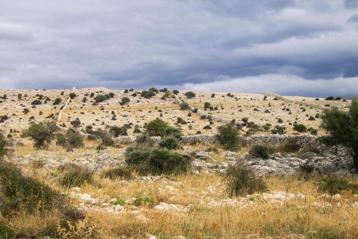 Typische Landschaft auf der Halbinsel Lun; hier gibt es mehr Schafe als Einwohner, Pag, Kroatien