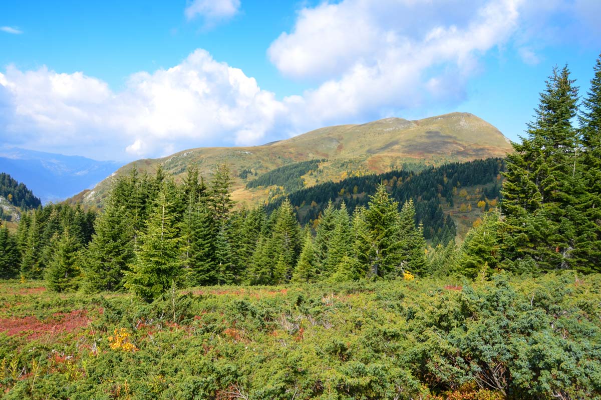 Die wenigen Touristen im Biogradska Gora Nationalpark verteilen sich schnell und so kann es schon vorkommen, dass man ganz allein auf einem Berggipfel steht, Montenegro