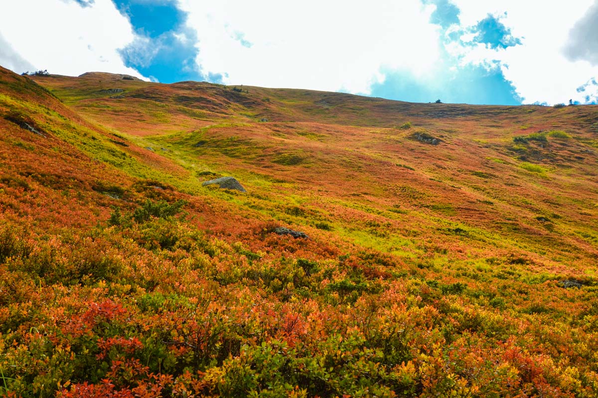 Im Herbst bietet der Nationalpark Biogradska Gora spektakuläre und farbenprächtige landschaftliche Highlights, Montenegro