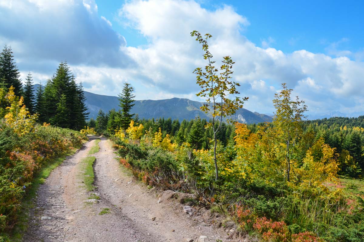 Vom Ufer des Biogradsko Jezero führt eine Forststraße zu den Regionen um Zekova Glava und Crna Glava auf über 2.000 Metern Seehöhe, Montenegro