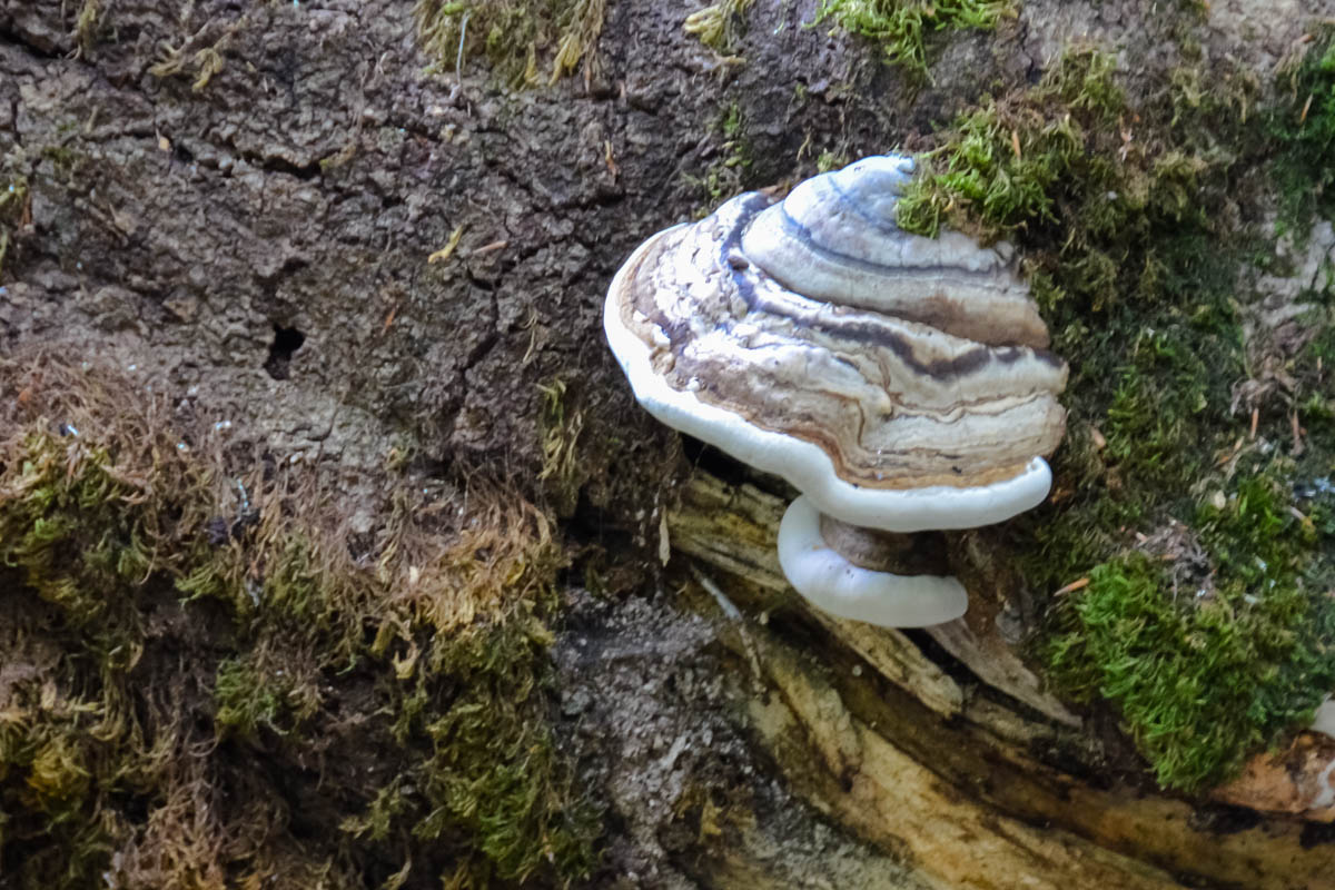 Faszinierende Natur im letzten richtigen Urwald Europas im Nationalpark Biogradska Gora in Montenegro