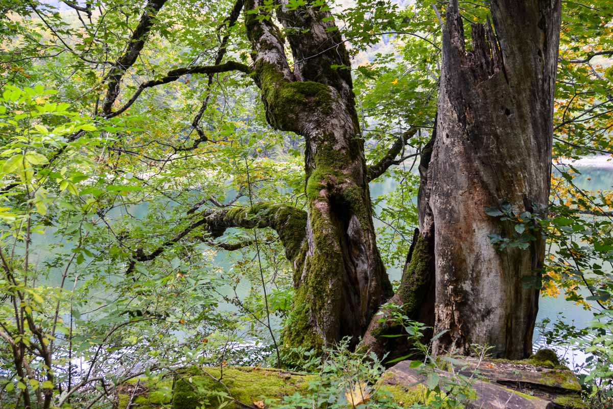Der Biogradska Gora Nationalpark im Osten Montenegros wartet mit einer vielfältigen Tier- und Pflanzenwelt und spektakulären landschaftlichen Highlights auf
