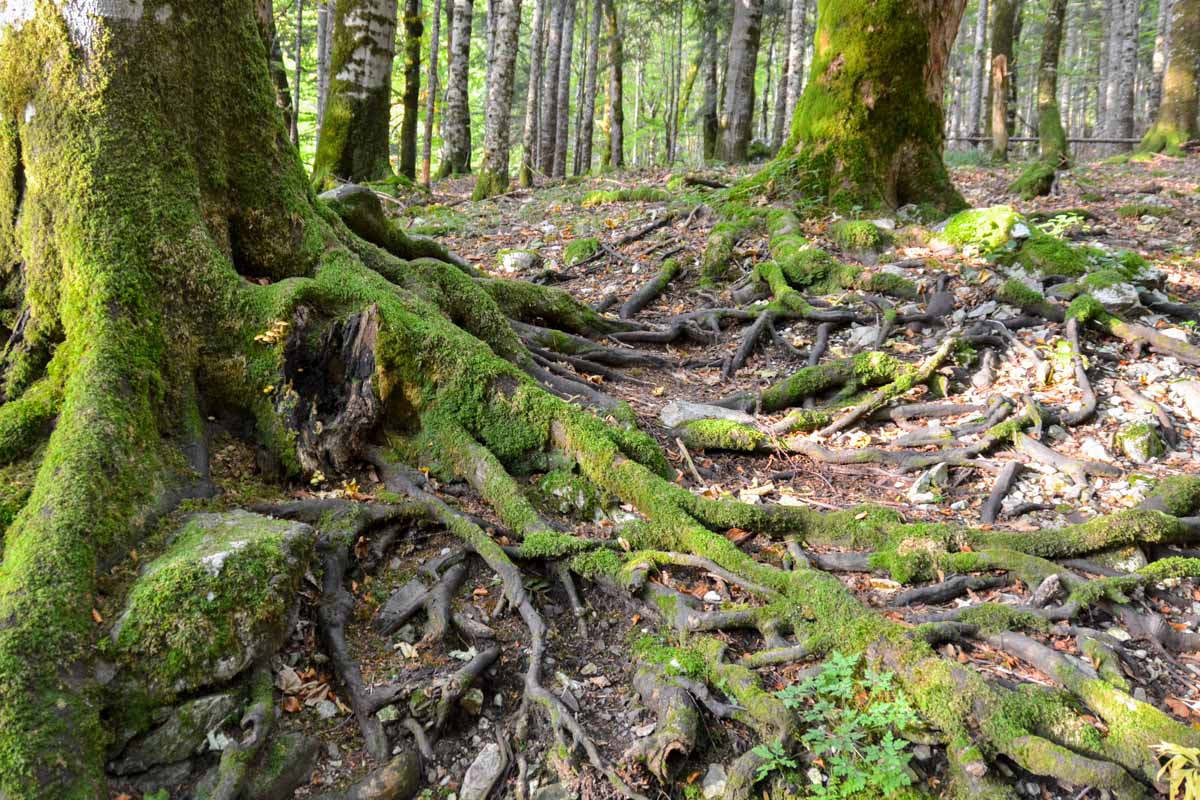 Die Rotbuchen, Ahornbäume und Eschen sind an die 45 Meter hoch und bis zu 500 Jahre alt, Nationalpark Biogradska Gora, Montenegro