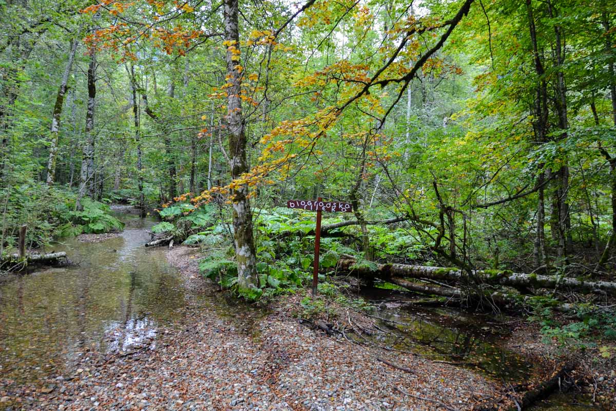 Am 3,5km langen Wanderweg rund um den Gletschersee Biogradsko Jezero in Montenegro