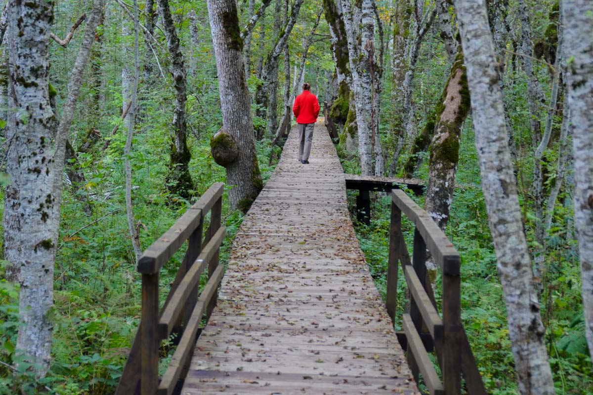 Die sumpfigen Passagen des Rundweges um den Biogradsko Jezero kann man auf Stegen begehen, Montenegro
