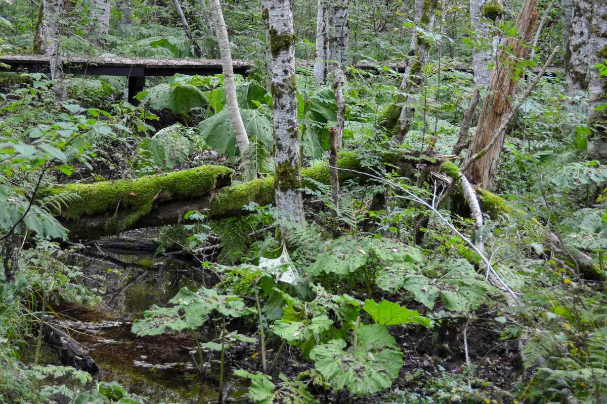 Der Nationalpark Biogradska Gora ist vor allem für seine ursprünglichen Wälder bekannt, in denen eine fantastische Tier- und Pflanzenwelt heimisch ist, Montenegro