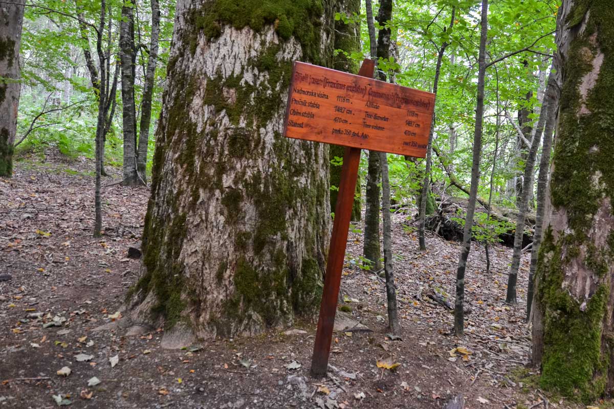 Einige der Bäume im Urwald sind über 100 Meter hoch und und bis zu 500 Jahre alt, Biogradska Gora, Montenegro
