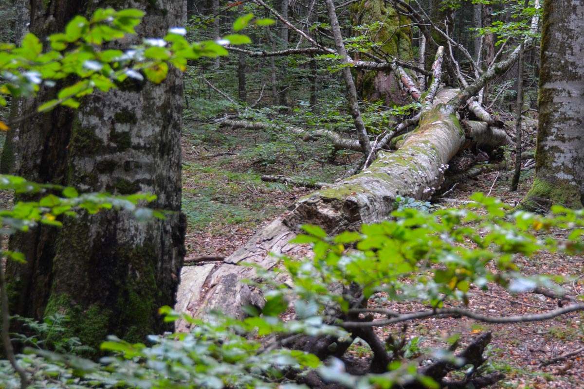 Ein uralter Baumriese modert im Urwald des Biogradska Gora Nationalparks vor sich hin, Montenegro