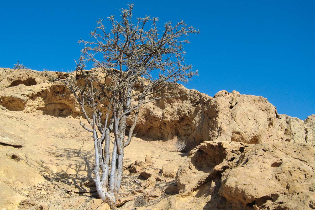 An die 5.000 Bäume wachsen im Wadi Dawkah, die noch mit derselben Methode wie vor 3.000 Jahren bewirtschaftet werden, Oman