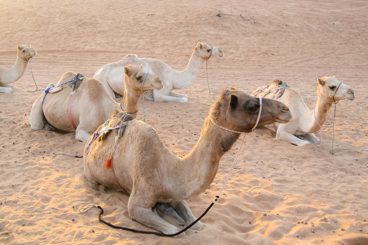 Kamele in der Wüste Wahiba Sands, Oman
