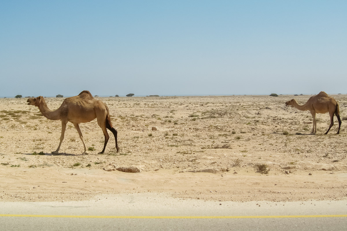 Auf der Fahrt durch die Jiddat al Harasis sieht man immer wieder Dromedare links und rechts der Straßen, Oman