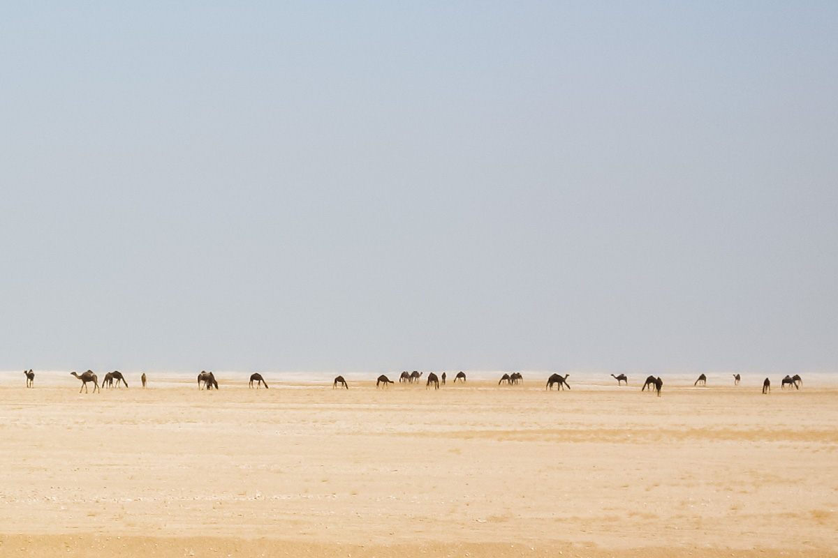 Eine Herde schwarzer Kamele in der Wüste Jiddat al Harasis in der Nähe von Shisr, Oman