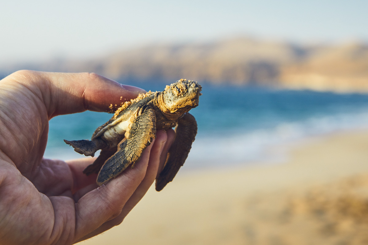 Eine neugeborene Schildkröte in Ras Al Jinz, Oman