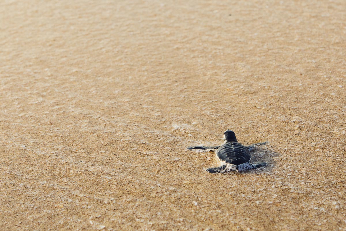 Frisch geschlüpfte Schildkröte auf dem Weg über den Strand ins Meer, Ras Al Jinz, Oman