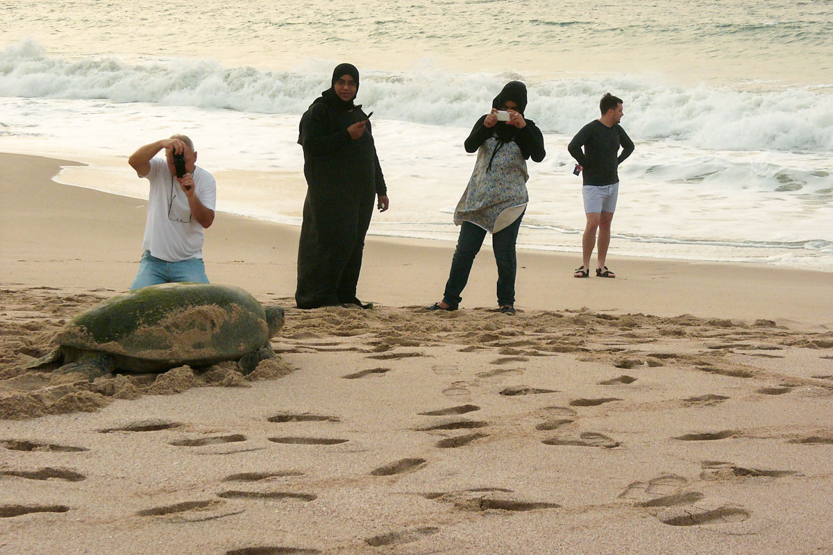 Eine Meeresschildkröte nach der nächtlichen Eiablage am Weg ins Meer am Strand von Ras al Jinz, Oman