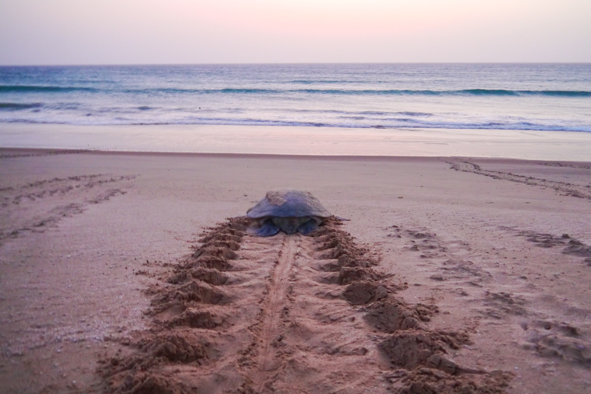 Eine Meeresschildkröte kehrt in der Morgendämmerung ins Meer zurückkehrt, nachdem sie in der Nacht ihre Eier in ein Sandloch gelegt hat, Ras al Jinz, Oman