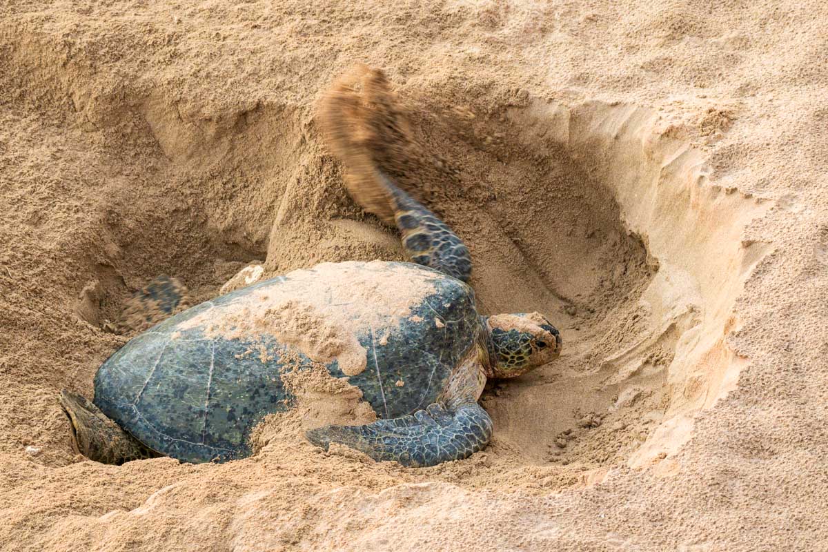 Grüne Meeresschildkröte beim Nisten im Sand am Strand von Ras al Jinz, Oman