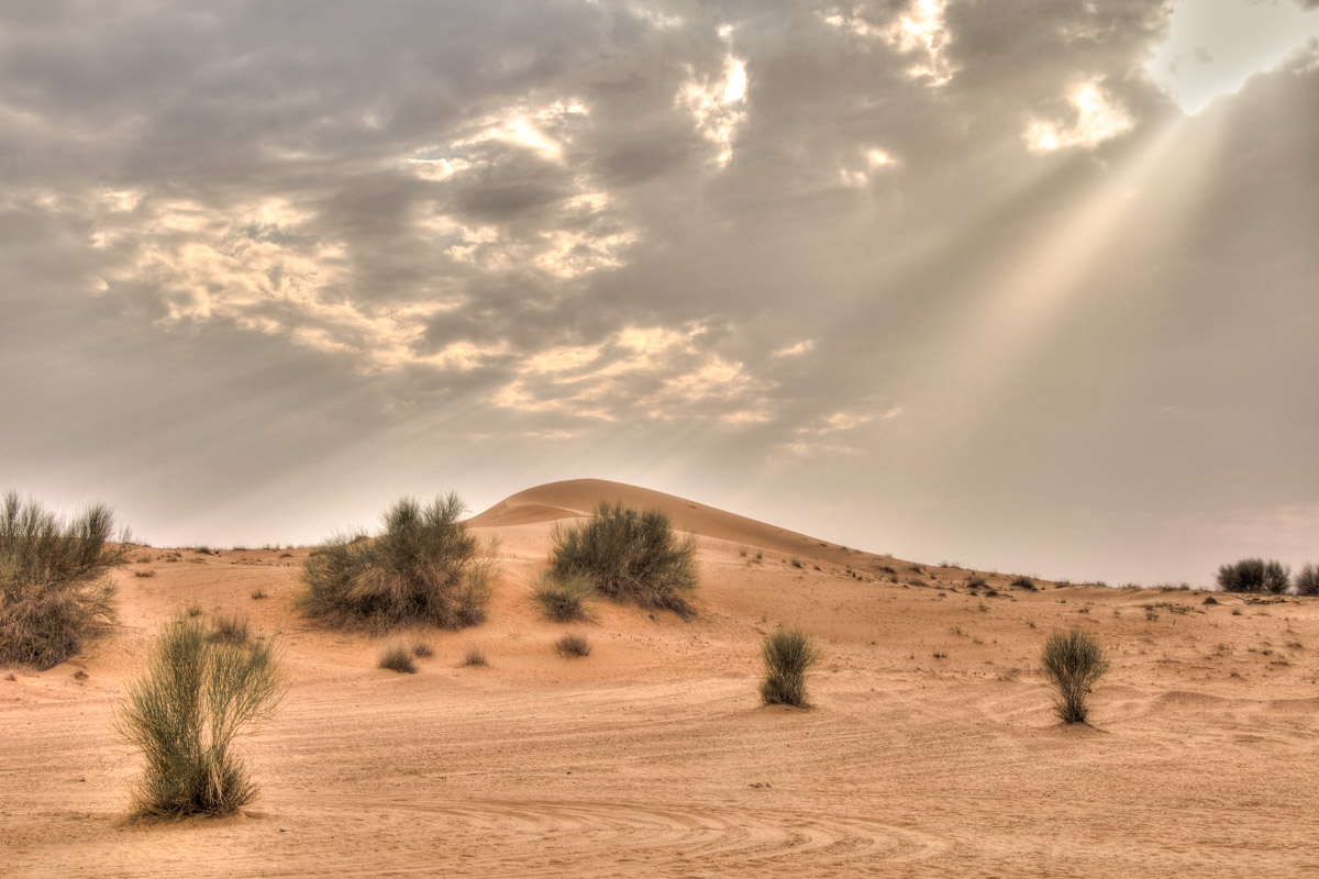Insekten, kleine Nagetiere und dornige Büsche sind die einzigen Lebewesen, die in der gewaltigen Rub al-Khali heimisch sind, Oman