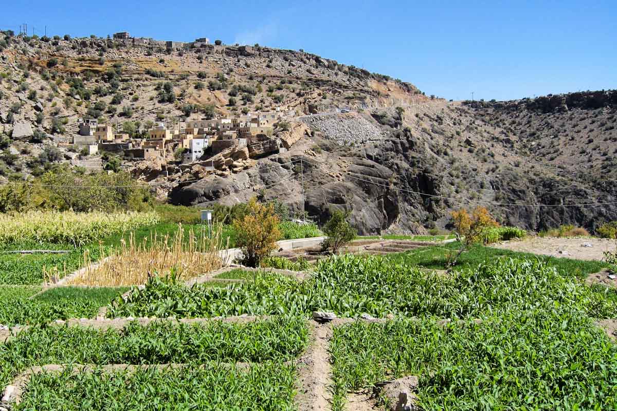 Die Terassen am Saiq Plateau im Oman werden noch in mühsamer Handarbeit bestellt und mittels der traditionellen Bewässerungskanäle (Faladsch) bewässert