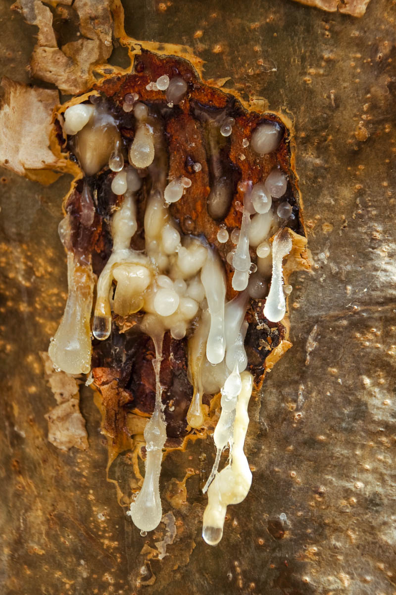 Im Wadi Dawkah in der Provinz Dhofar wird das Harz des Weihrauchbaums heute noch wie vor 3.000 Jahren geerntet, Oman