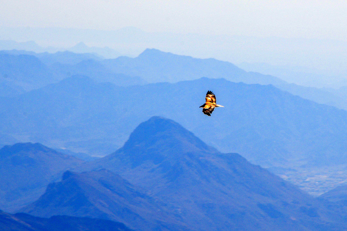 Blick vom Wadi Nakhar auf einen majestätischen Geier über den al-Akhdar-Bergen im Oman