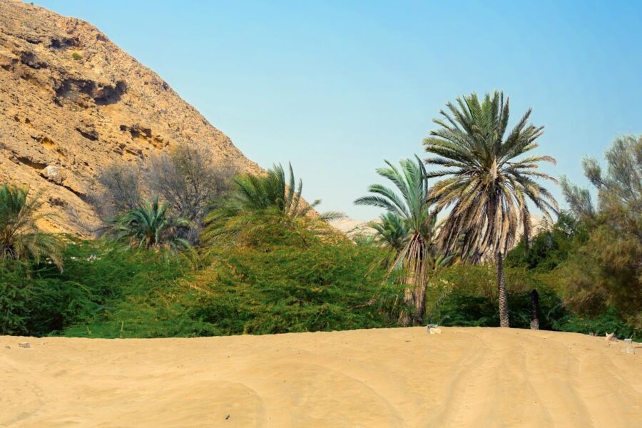 Palmen am Yiti Beach, Oman - © Ivan Pavlov / Shutterstock