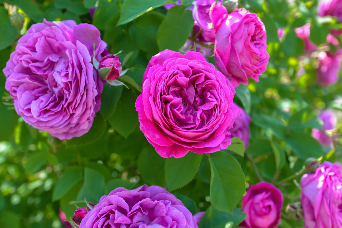 Prachtvolle Rosenblüten im Garten der Klosteranlage von Bârsana, Rumänien
