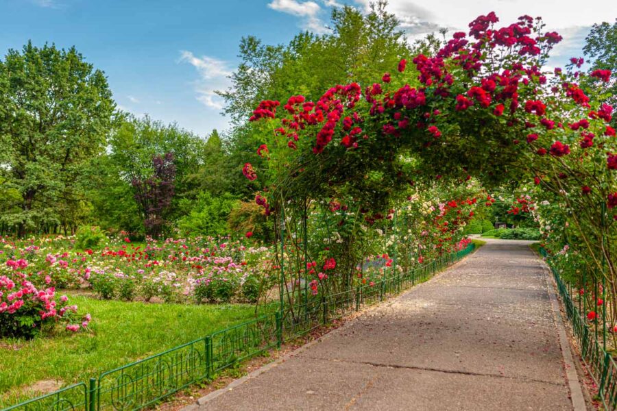 Im Botanischen Garten werden seit 1874 über 500 Pflanzenarten von der Universität von Bukarest betreut und gepflegt, Rumänien - © Dragos Asaftei / Shutterstock