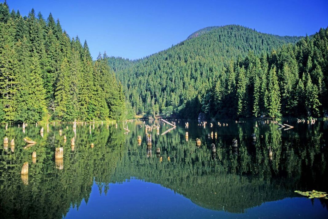 Die Stümpfe des Unterwasser-Waldes ragen nach einem Erdrutsch noch bis heute aus dem Lacul Roşu im Nordosten von Rumänien - © Baciu / Shutterstock